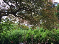 e0582729-20160520 acer.jpg